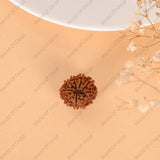 10 Mukhi Rudraksha (Nepal) - WorldOfOorja