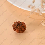 10 Mukhi Rudraksha (Nepal) - WorldOfOorja