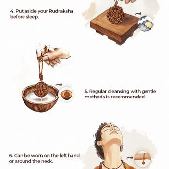 12 Mukhi Rudraksha (Nepal) - WorldOfOorja