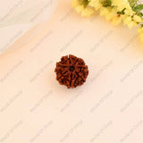 7 Mukhi Rudraksha - WorldOfOorja