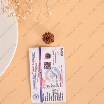 8 Mukhi Rudraksha (Nepal) - WorldOfOorja