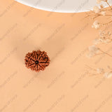 9 Mukhi Rudraksha (Nepal) - WorldOfOorja
