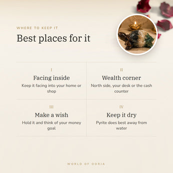 Dhan Yog Tortoise (Large) – best places for it, how to use and where to keep it