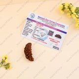 Lab-certified 1 Mukhi Rudraksha displayed on white background