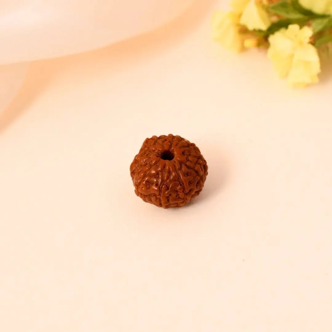 10 Mukhi Rudraksha - WorldOfOorja