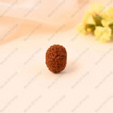 Original 10 Mukhi Rudraksha from Indonesia – Lab Certified Bead