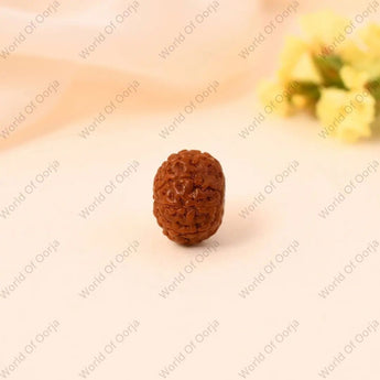 Original 10 Mukhi Rudraksha from Indonesia – Lab Certified Bead