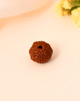 10 Mukhi Rudraksha - WorldOfOorja