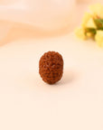 10 Mukhi Rudraksha - WorldOfOorja