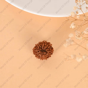 10 Mukhi Rudraksha (Nepal) - WorldOfOorja