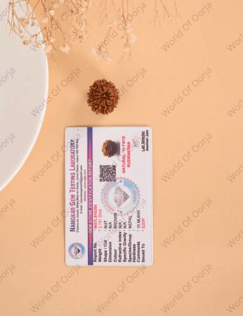 10 Mukhi Rudraksha (Nepal) - WorldOfOorja