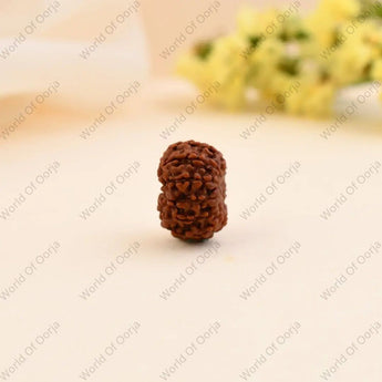 11 Mukhi Indonesian Rudraksha