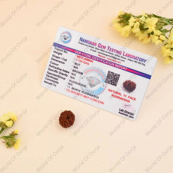 Authentic Indonesian 11 Mukhi Rudraksha with Certification