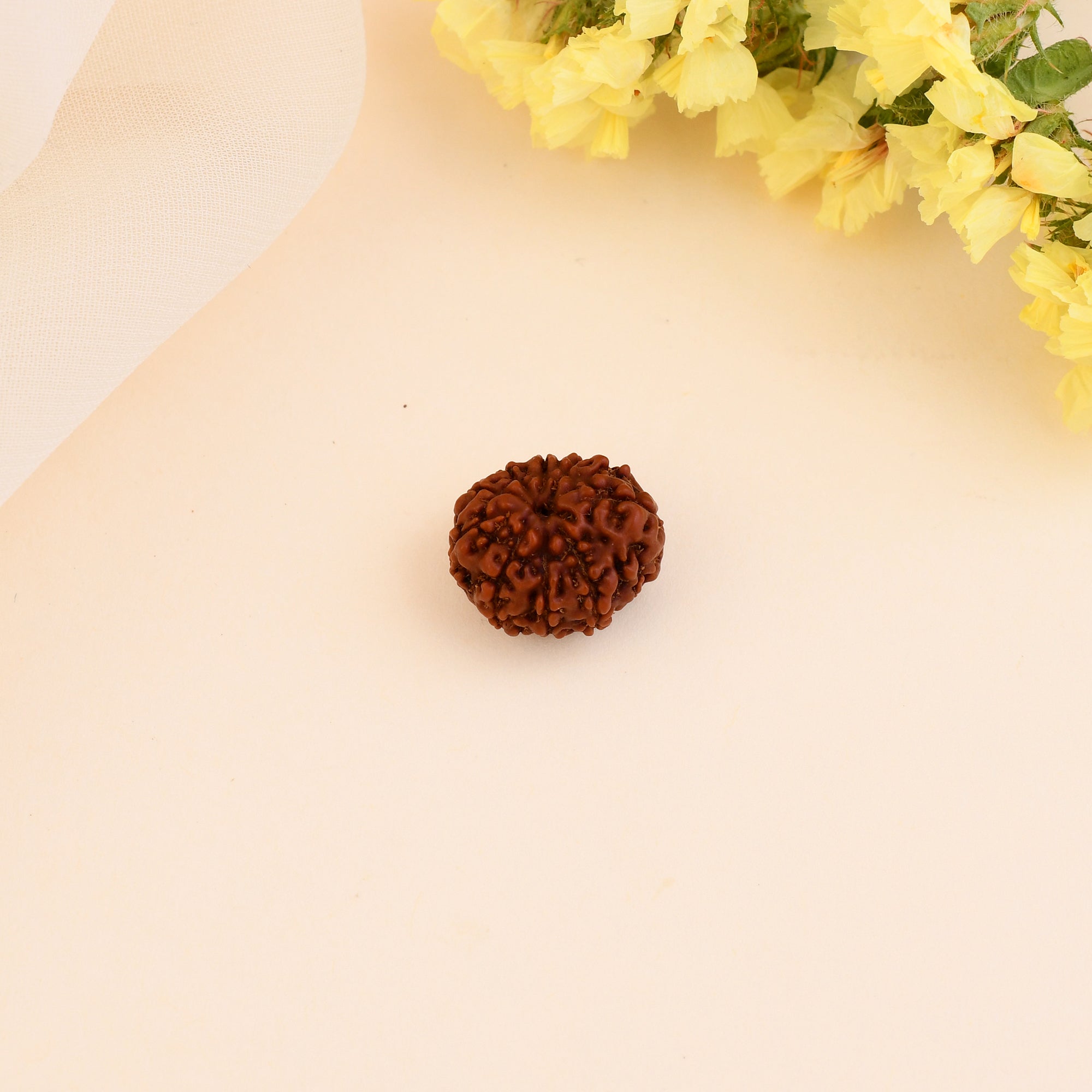 11 Mukhi Rudraksha - WorldOfOorja