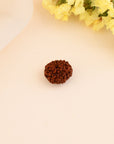 11 Mukhi Rudraksha - WorldOfOorja