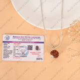 11 Mukhi Rudraksha (Nepal) - WorldOfOorja