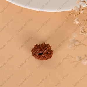 11 Mukhi Rudraksha (Nepal) - WorldOfOorja