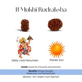 11 Mukhi Rudraksha (Nepal) - WorldOfOorja