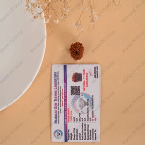 11 Mukhi Rudraksha (Nepal) - WorldOfOorja