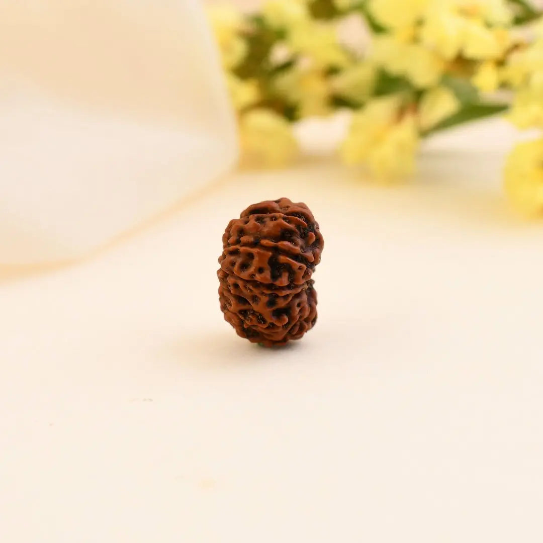 12 Mukhi Rudraksha - WorldOfOorja