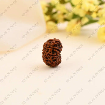 12 Mukhi Rudraksha - WorldOfOorja