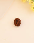 12 Mukhi Rudraksha - WorldOfOorja