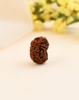 12 Mukhi Rudraksha - WorldOfOorja