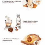12 Mukhi Rudraksha (Nepal) - WorldOfOorja
