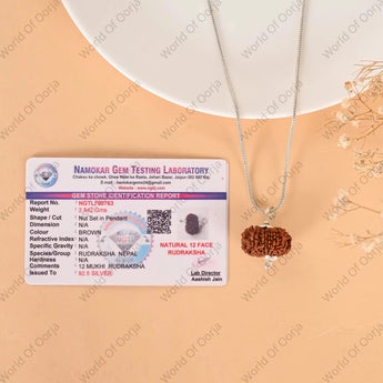 12 Mukhi Rudraksha (Nepal) - WorldOfOorja
