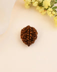 2 Mukhi Rudraksha - WorldOfOorja