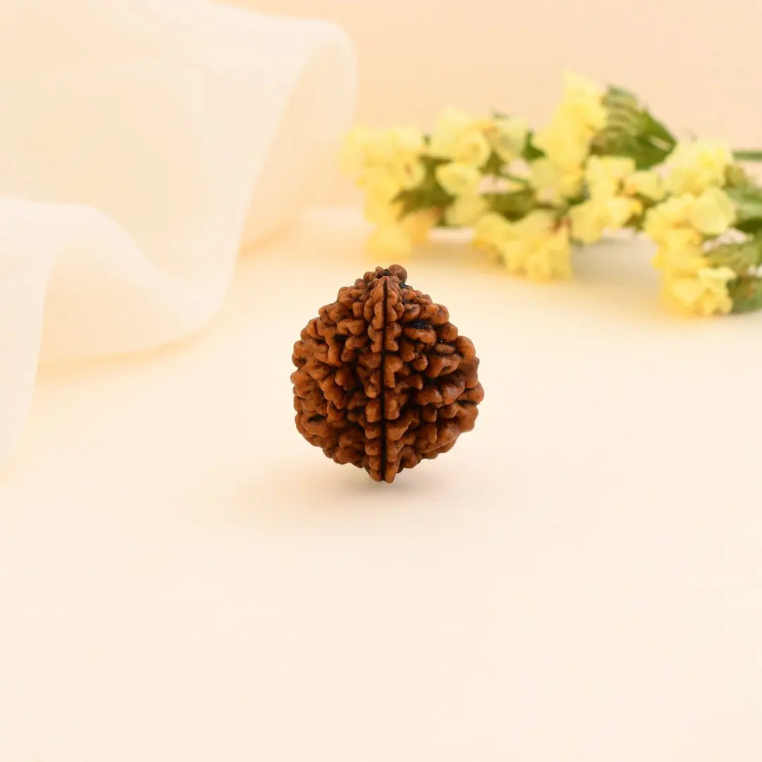 2 Mukhi Rudraksha - WorldOfOorja