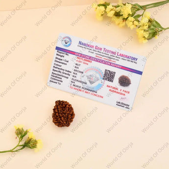 Certified 2 Mukhi Rudraksha bead placed on a white background
