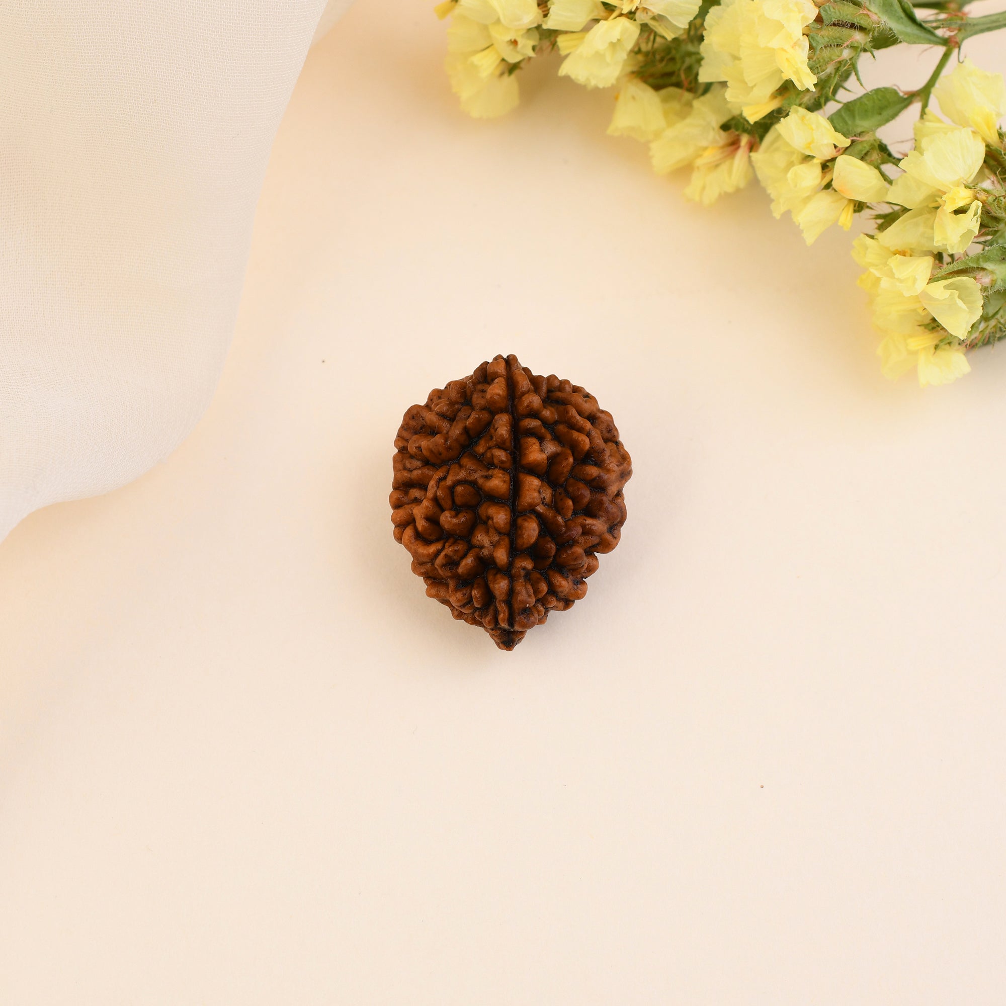 2 Mukhi Rudraksha - WorldOfOorja