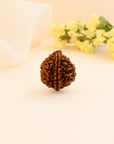 2 Mukhi Rudraksha - WorldOfOorja