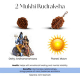 2 Mukhi Rudraksha - WorldOfOorja