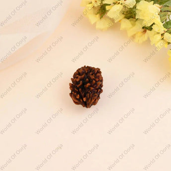 3 Mukhi Rudraksha - WorldOfOorja