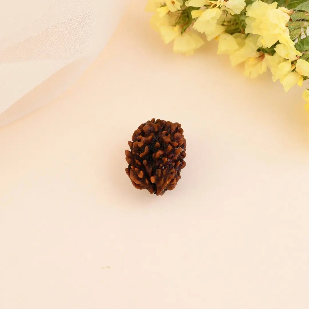 3 Mukhi Rudraksha - WorldOfOorja