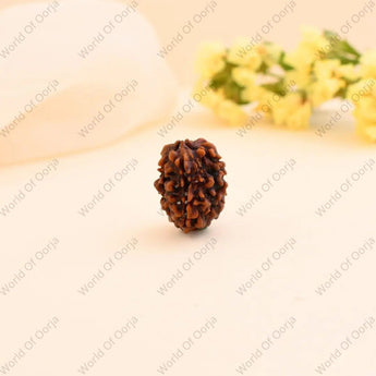 3 Mukhi Rudraksha - WorldOfOorja