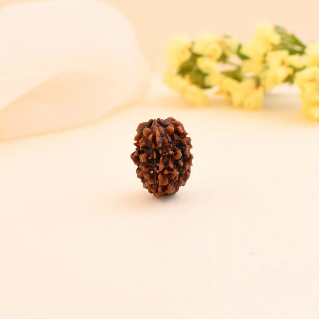 3 Mukhi Rudraksha - WorldOfOorja