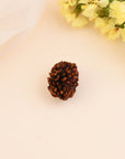 3 Mukhi Rudraksha - WorldOfOorja