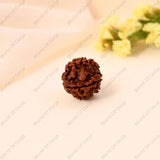 4 Mukhi Rudraksha - WorldOfOorja