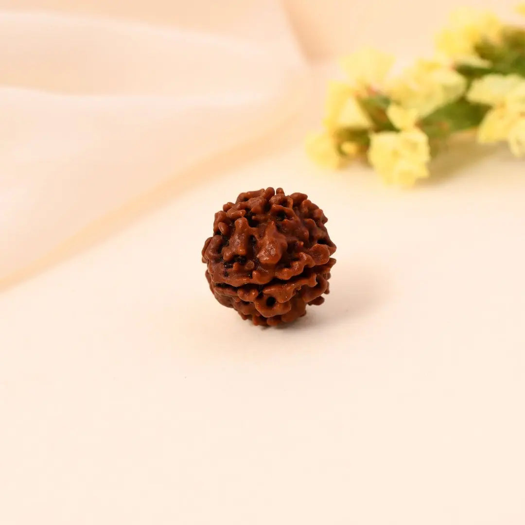 4 Mukhi Rudraksha - WorldOfOorja