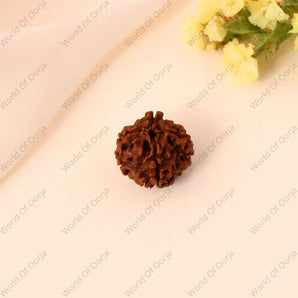 4 Mukhi Rudraksha - WorldOfOorja