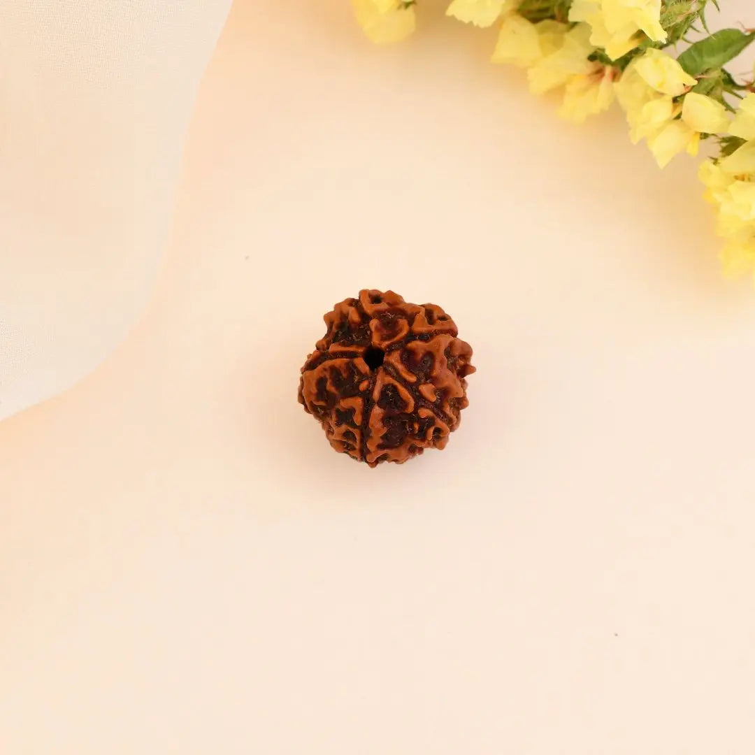 5 Mukhi Rudraksha - WorldOfOorja