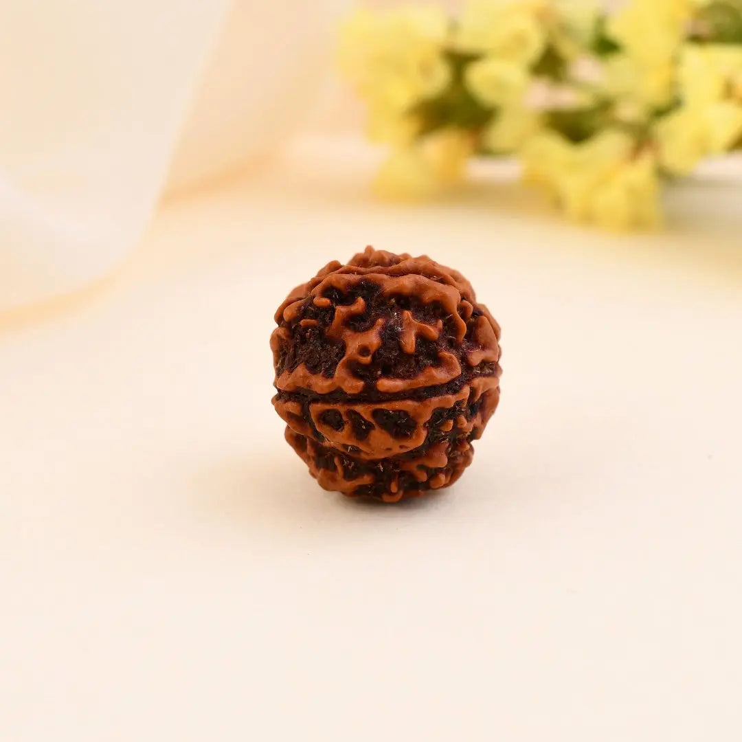 5 Mukhi Rudraksha - WorldOfOorja