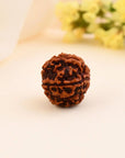 5 Mukhi Rudraksha - WorldOfOorja