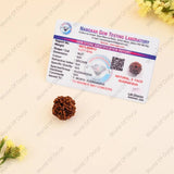 Certified 5 face Rudraksha