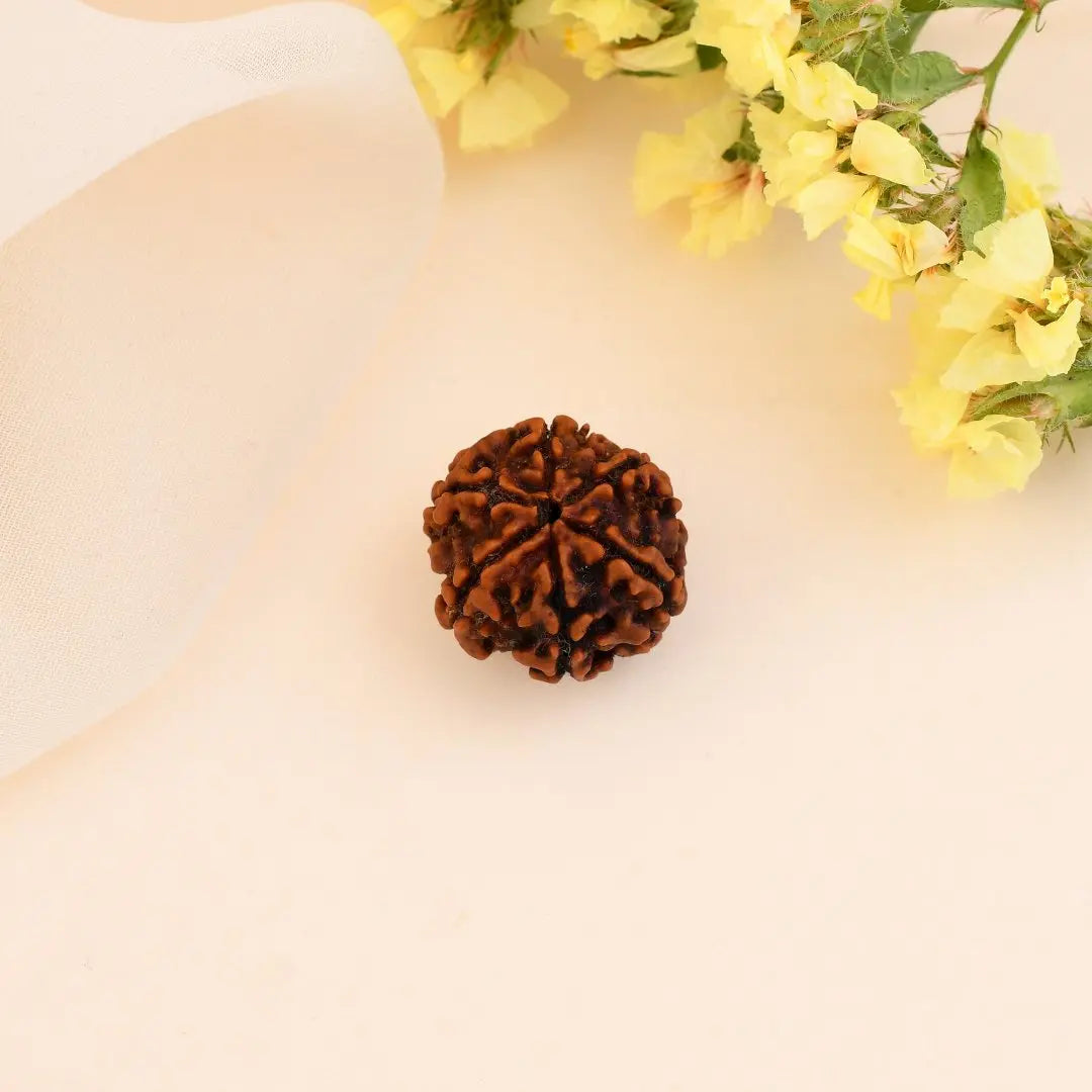 6 Mukhi Rudraksha - WorldOfOorja