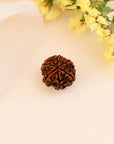 6 Mukhi Rudraksha - WorldOfOorja