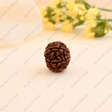 6 Mukhi Rudraksha – round natural bead from Nepal